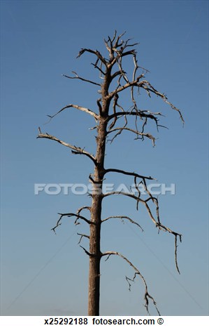 Dead Pine Tree Clip Art Picture   A Dead Longleaf Pine Tree Against A    