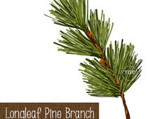 Holiday Clip Art Longleaf Pine Pine Branch Art Pine Clip Art