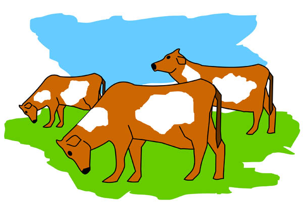 Illustration Of Brown And White Cows Grazing  With Green Grass And