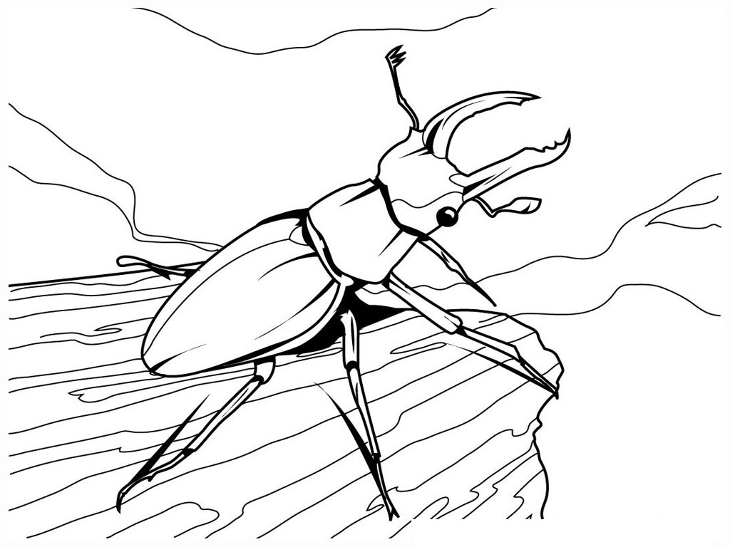 Lightning Bug Coloring Pages   Clipart Best
