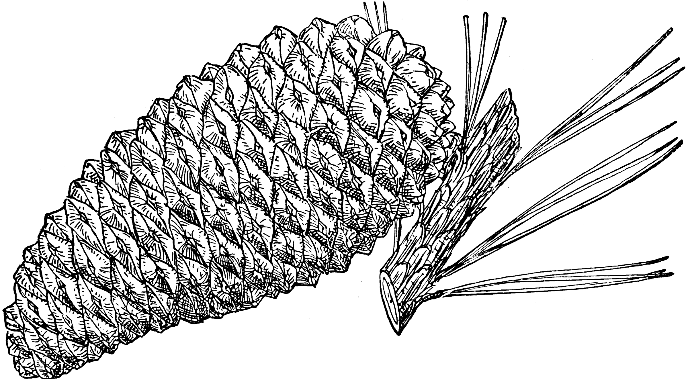 Longleaf Pine Cone Drawing