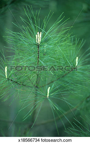 Longleaf Pine Tree Bough And Reproductive Structure Of Young Tree