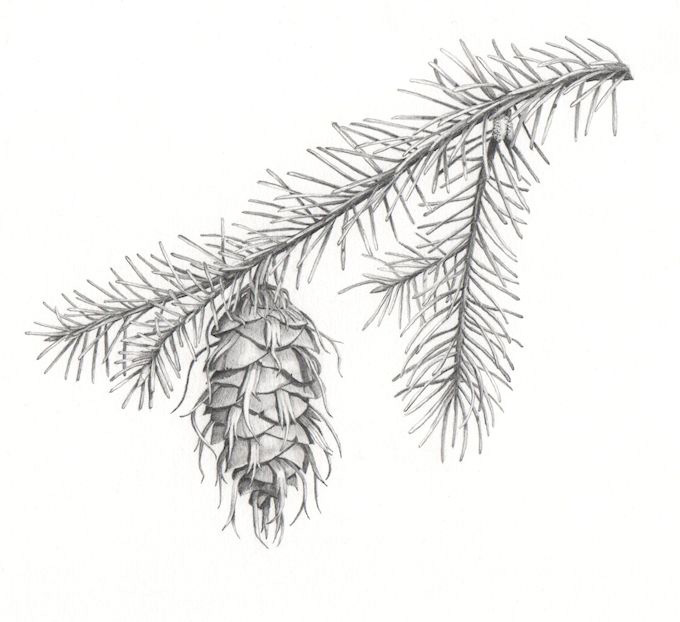 Longleaf Pine Tree Drawing Longleaf Pine Tree Drawing