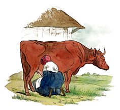 Milking Cow   The Family Cow Returns   Raw Milk Micro Dairies And