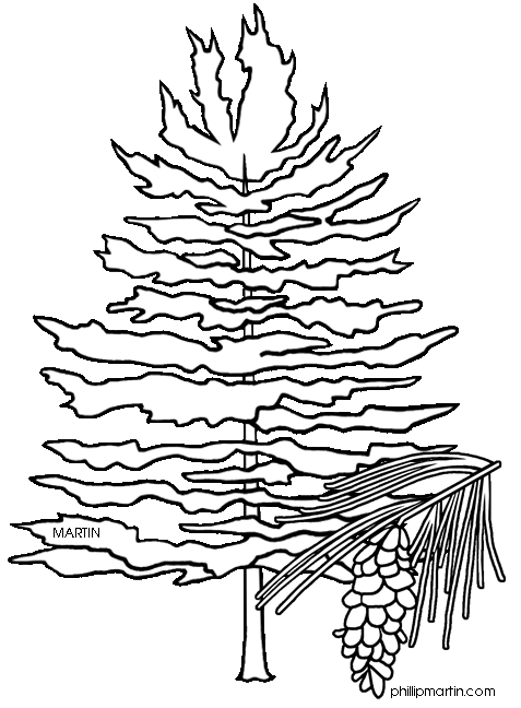 Nc Pine Tree Colouring Pages