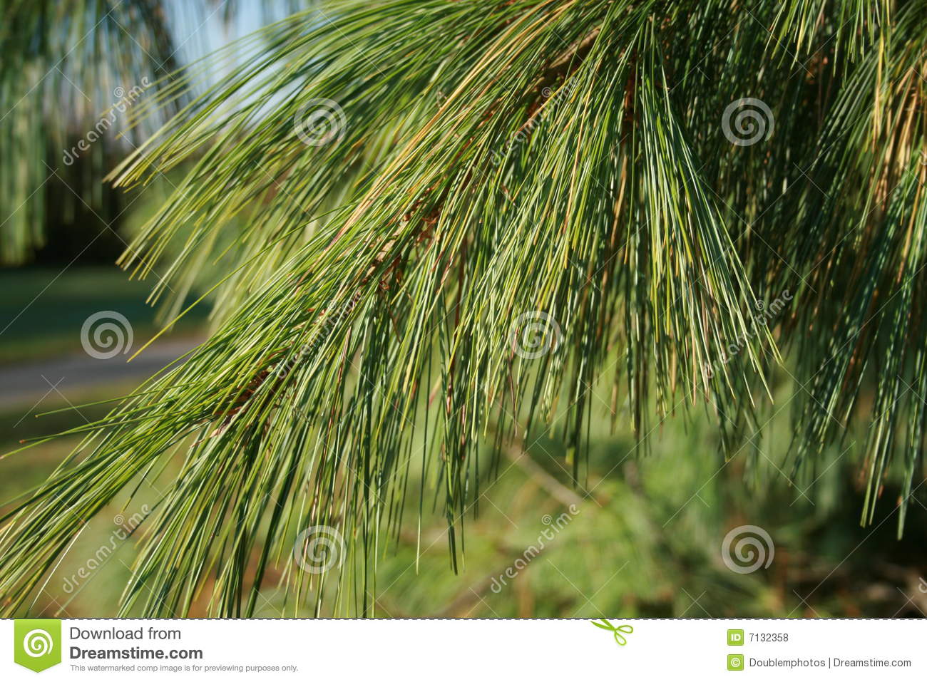 Pine Tree Royalty Free Stock Photos   Image  7132358