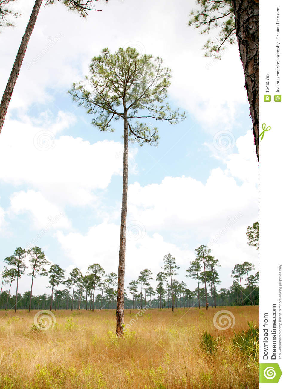 Pine Tree Stands Alone  Longleaf Wet Pine Savanna Habitat Is