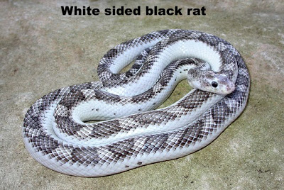 White Rat Snake