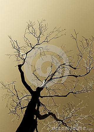 Dead Tree High Contrast Sepia Hue In Backlight Stock Photo   Image