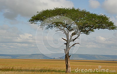     Tree Base Set Amidst Golden Hue On Ground And Cloudy Blue Sky Above