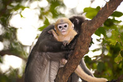 Twin Monkeys Stock Photos   Images