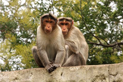 Twin Monkeys Stock Photos   Images