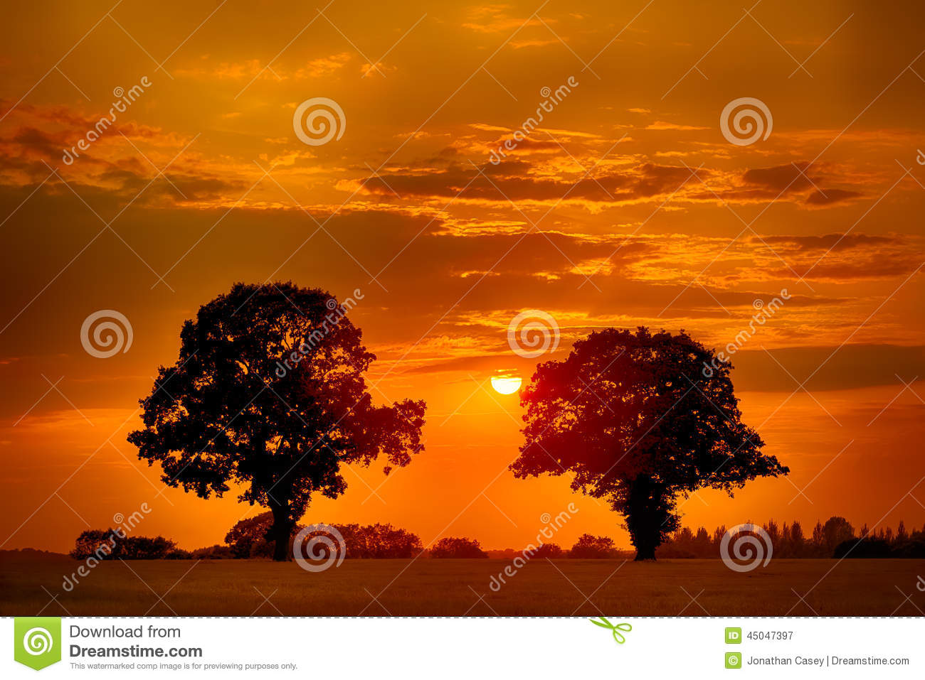 Twin Trees At Sunset Stock Photo   Image  45047397