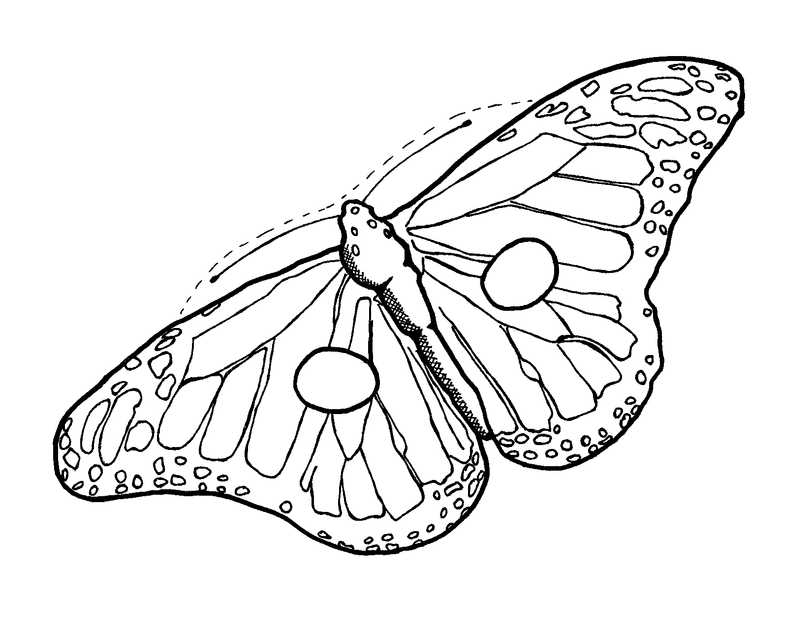 31 Butterfly Drawing Template Free Cliparts That You Can Download To