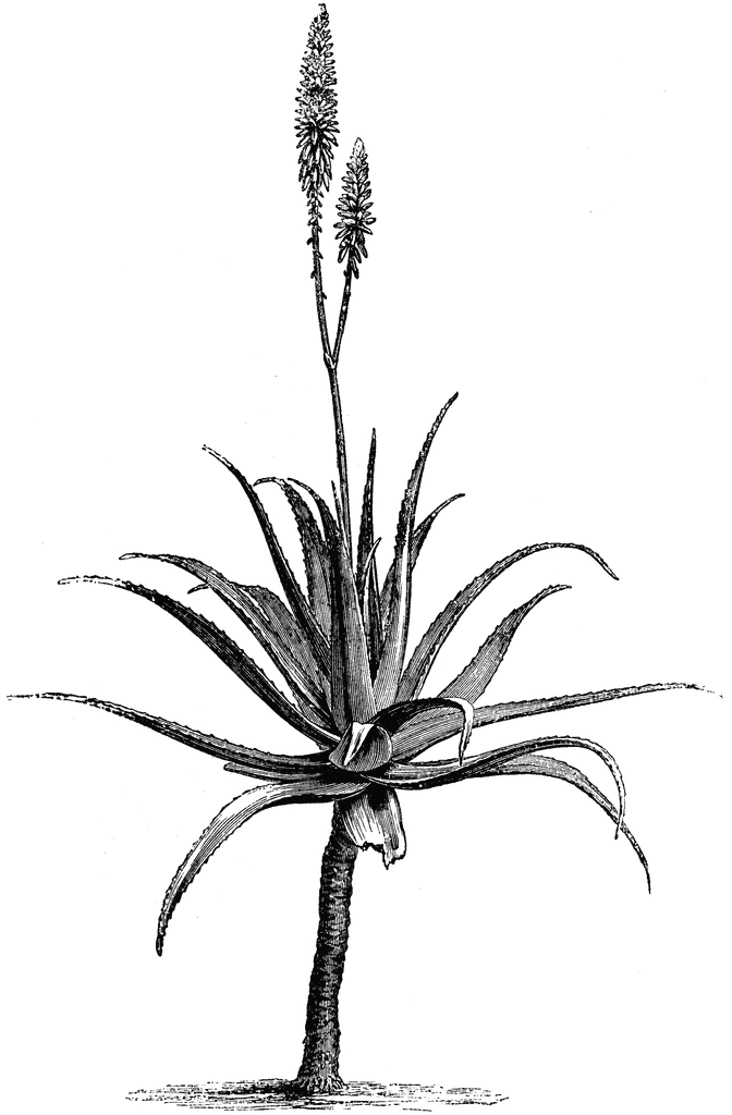 Aloe Vera Flower   Clipart Etc