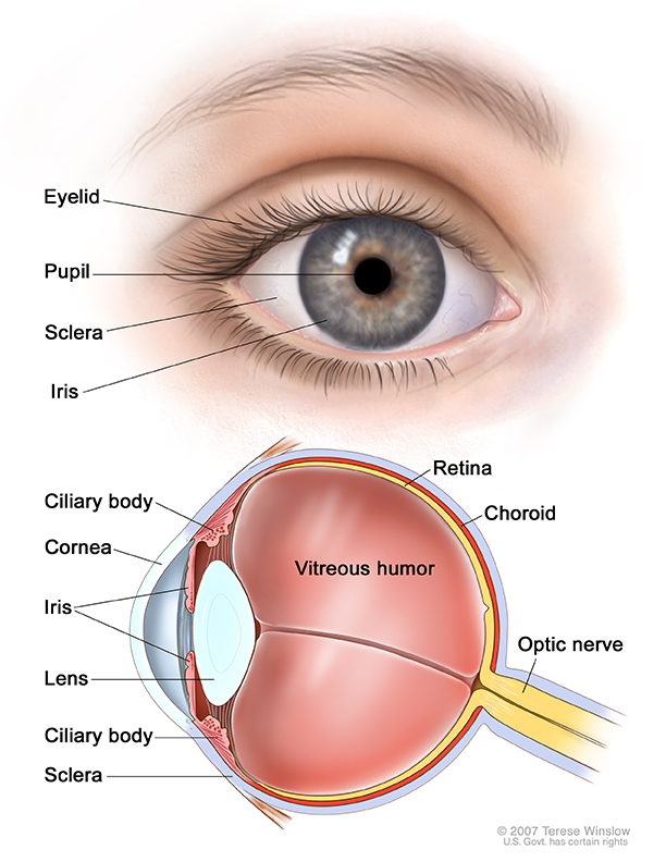 Anatomy Of The Eye Showing The Outside And Inside Of The Eye    