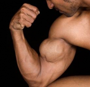 Bicep Brachii Muscles  Biceps  Is Responsible For Pulling And Rotating