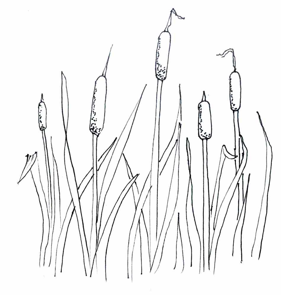 Cattail S Colouring Pages