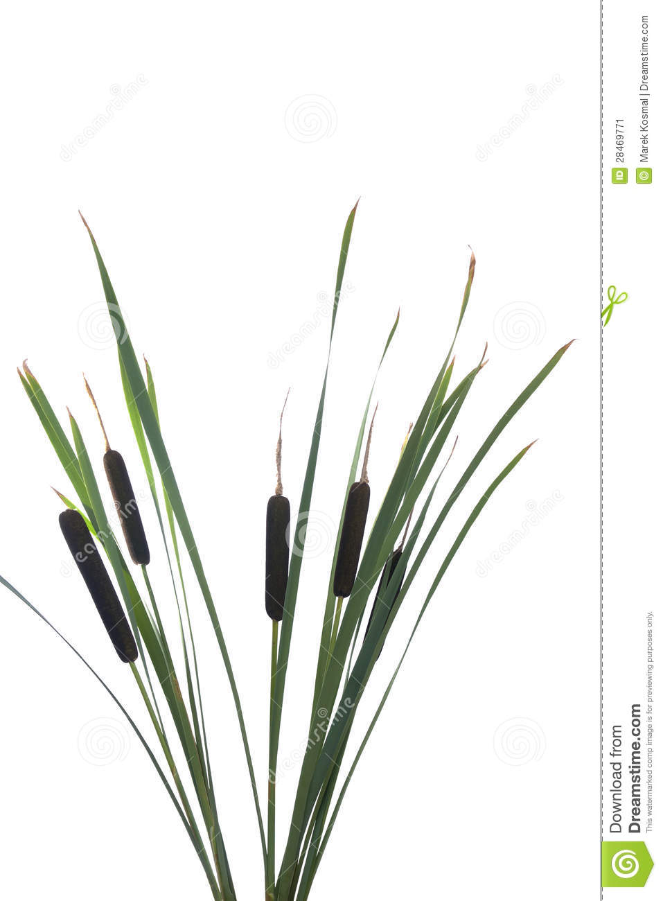 Cattails Clipart Black And White Cattail Clipart Black And