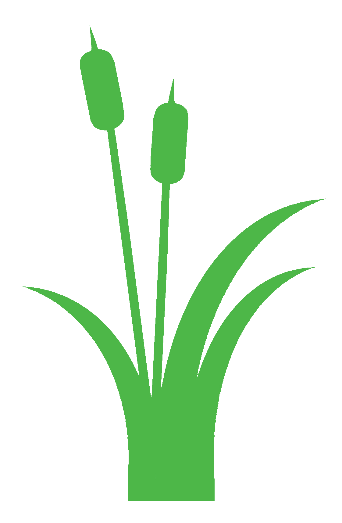 Displaying Images For   Cattails Silhouette