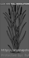 Is An Cattail Clipart Free Vector For Designs Vector File Name Cattail
