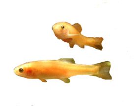 Rosy Reds Minnows