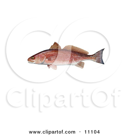 Royalty Free Fish Illustrations By Jvpd  1