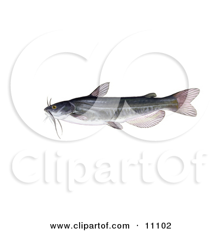 Royalty Free Fish Illustrations By Jvpd Page 1
