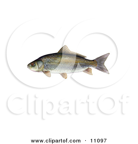Royalty Free Fish Illustrations By Jvpd Page 1