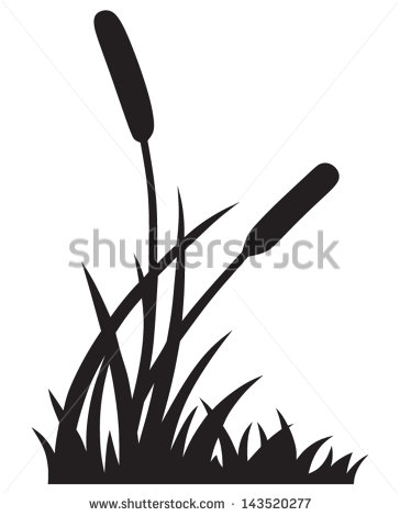 Silhouette Reed Isolated On White Background   Stock Vector