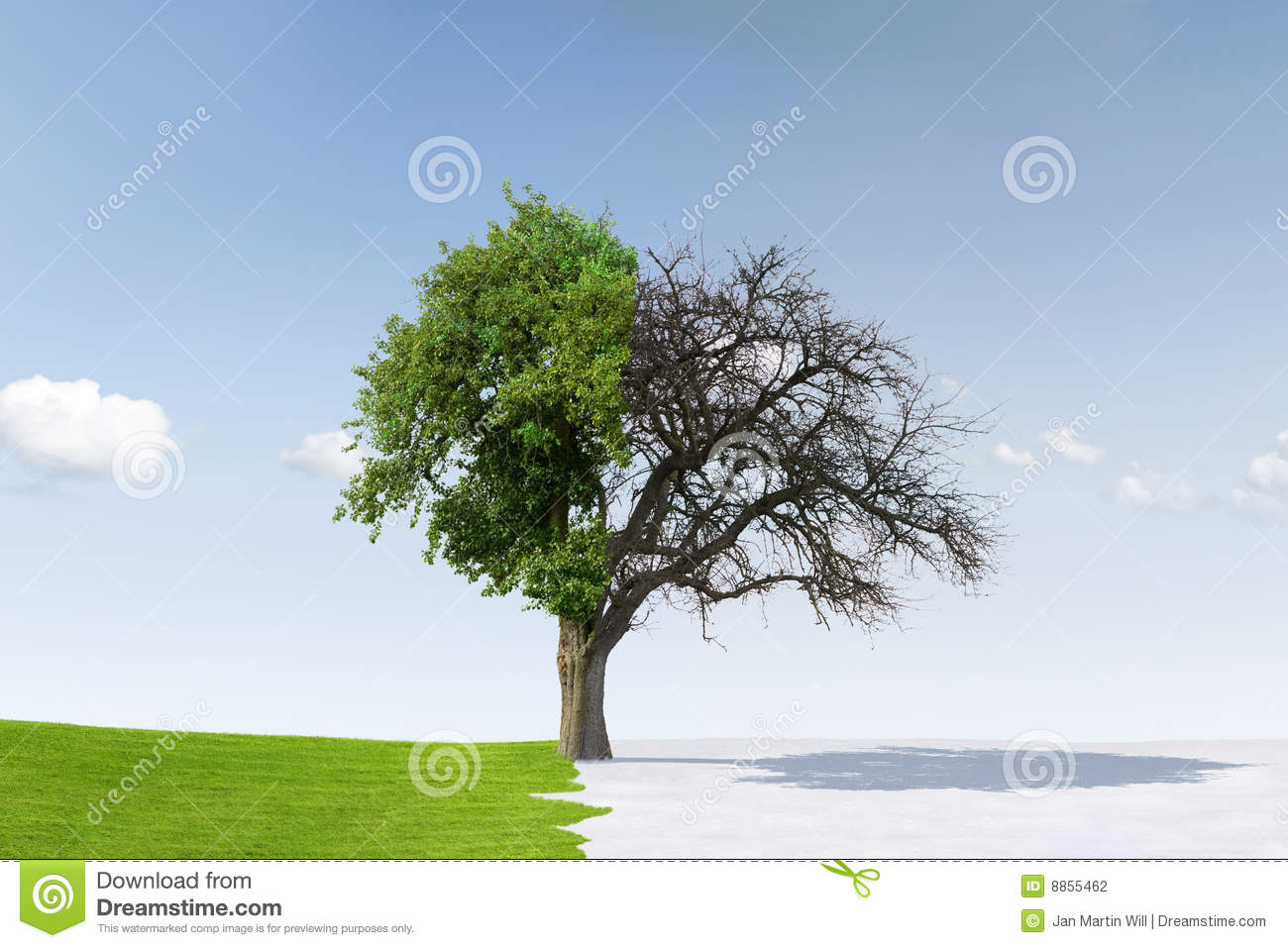 Single Tree In The Middle Of An Open Area With A Clear Sky Background    