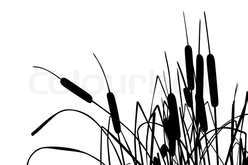 Stock Vector Of  Vector Illustration Of Grass Like Cattails Over White