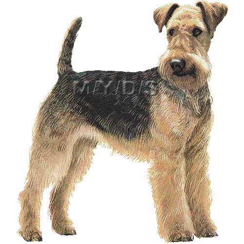 Airedale Terrier Clipart Graphics  Free Clip Art