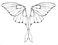 Fairy Wings On Pinterest   Fairy Wings Drawing Wings And Fairy Wing