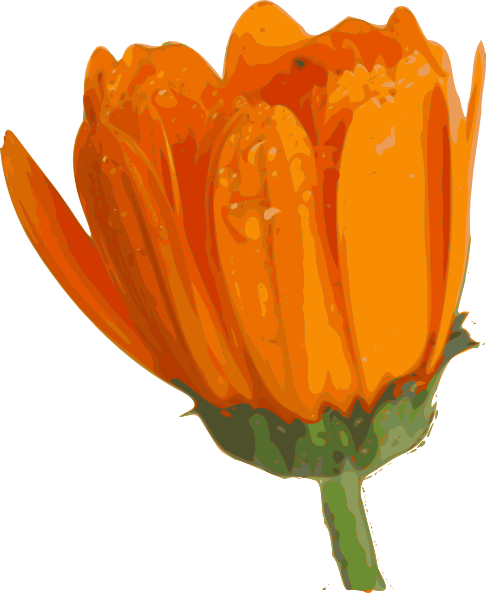 Flower Blooming Animation Free Cliparts That You Can Download To You