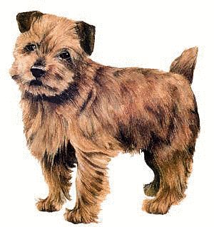 Free Norfolk Terrier Clipart   Free Clipart Graphics Images And    