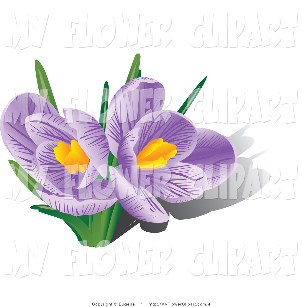 Vector Clip Art Of Two Blooming Purple Crocus Flowers With Orange