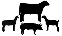 Alleghany County 4 H  Livestock Judging 101