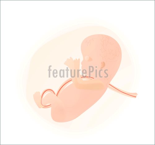 Embryo In Amniotic Sac Illustration  Royalty Free Illustration At
