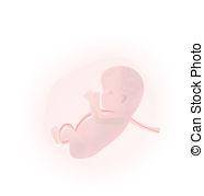 Fetus With Umbilical Cord Clipart
