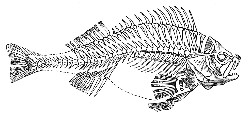 Fish Skeleton   Clipart Etc
