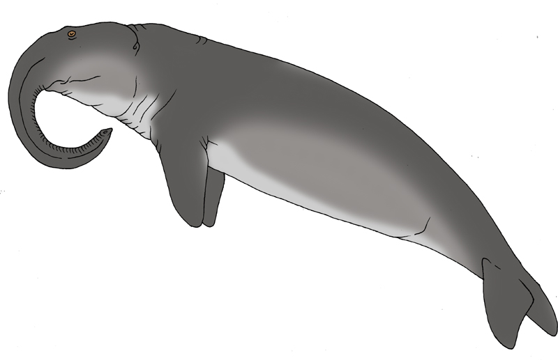 Frontiers Of Zoology  Gambian Sea Elephant And Other Sea Elephants