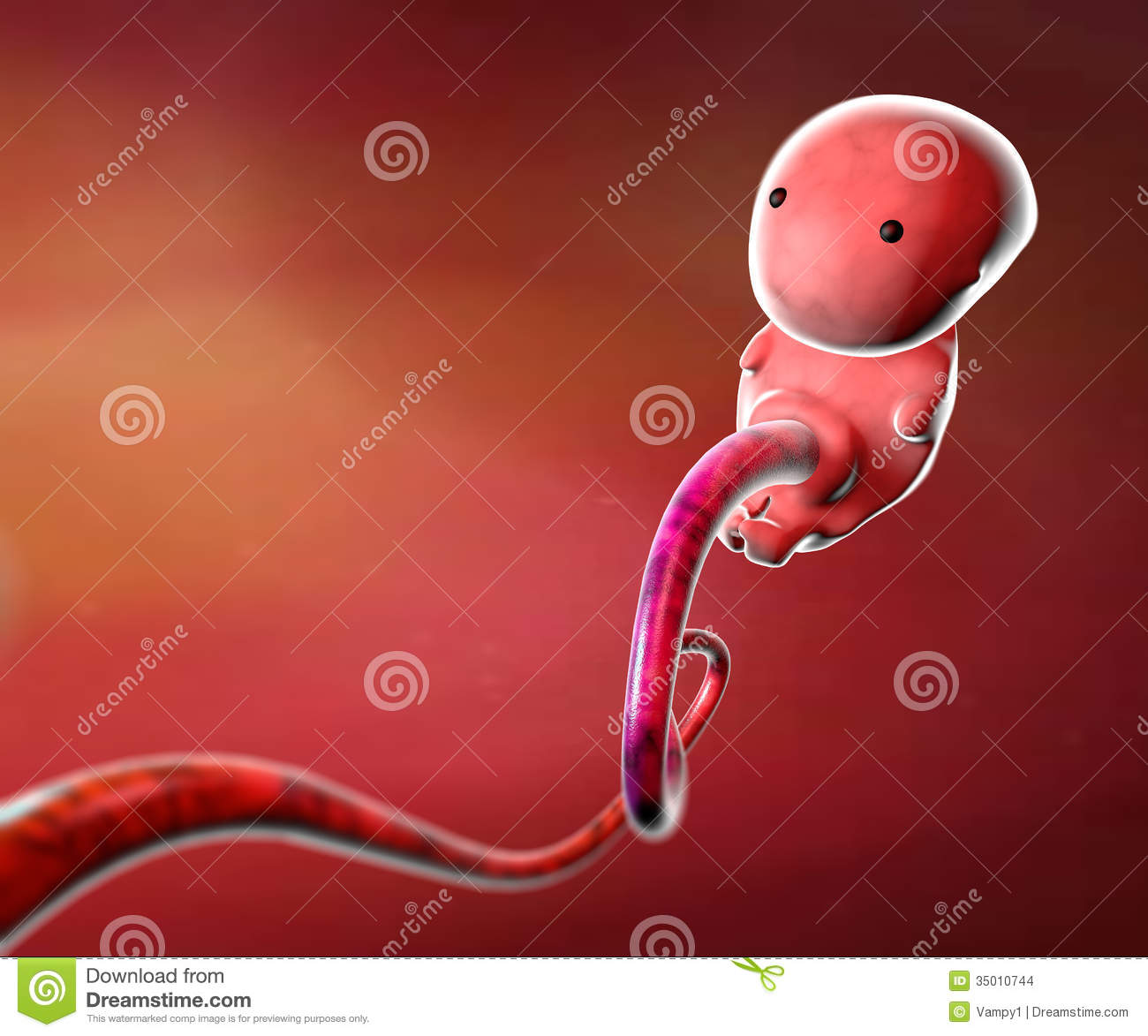 Human Embryo Stock Images   Image  35010744