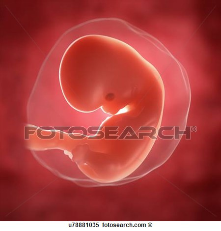 Illustration   Foetus At 7 Weeks Artwork  Fotosearch   Search Clipart