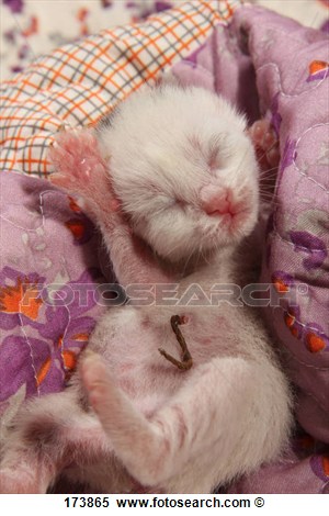   Kitten  5 Days Old  Lying On A Blanket  Remnants Of Umbilical Cord    