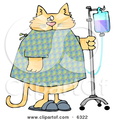 Orange Tabby Cat With An Iv Dispenser In A Hospital