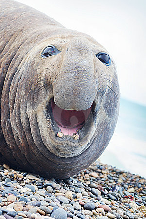 Portrait Of Aggressive Sea Elephant  Look Straight Into The Camera And    