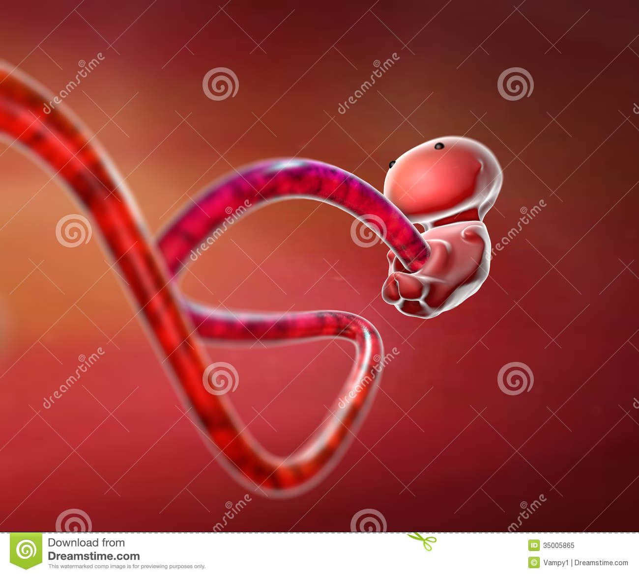 Royalty Free Stock Photo  Human Embryo
