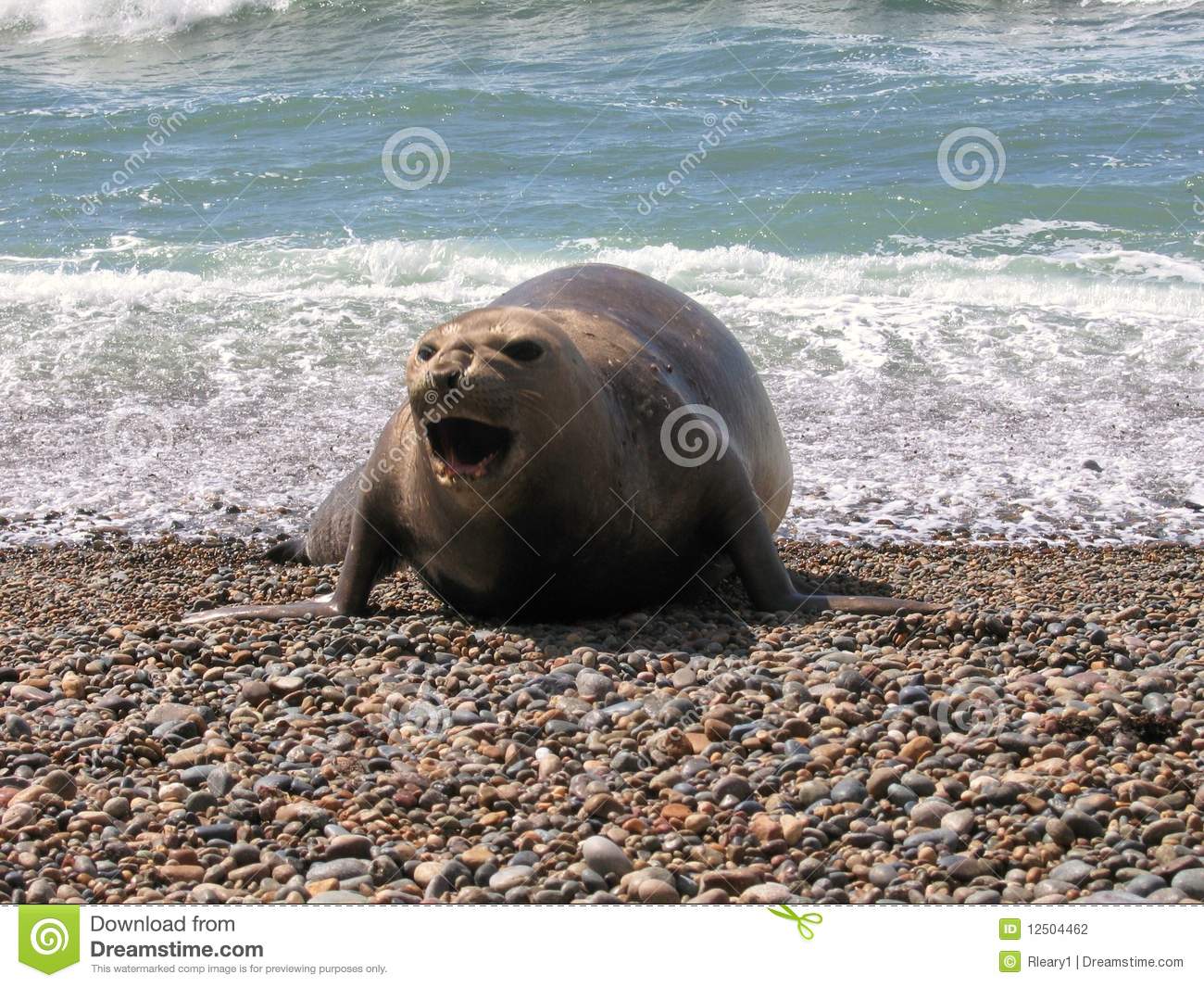 Sea Elephant Emerging From The Sea In Puerto Madryn In Argentina