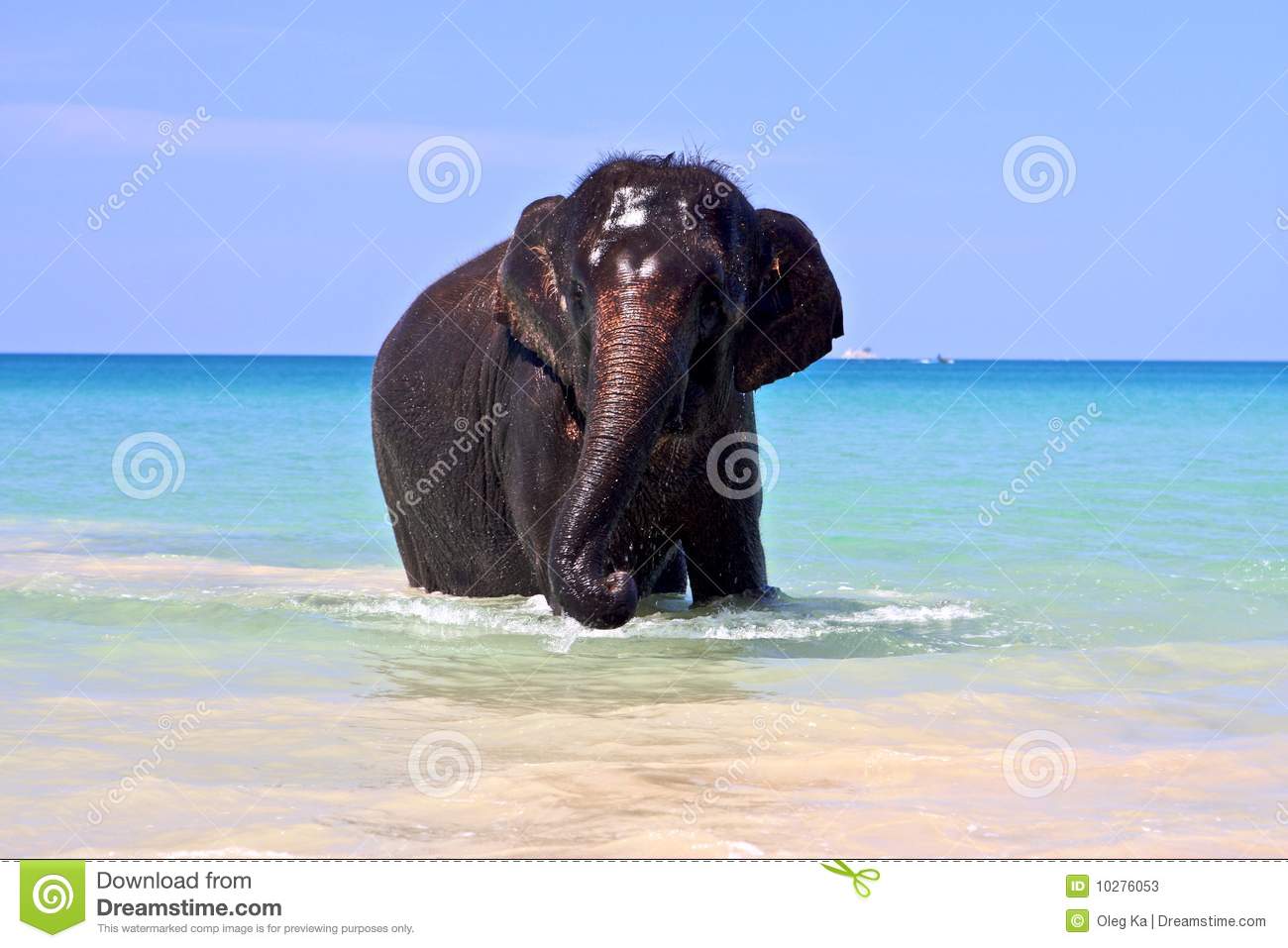 Sea Elephant Stock Photos   Image  10276053